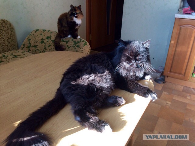 Котовторник 25.10. 2016