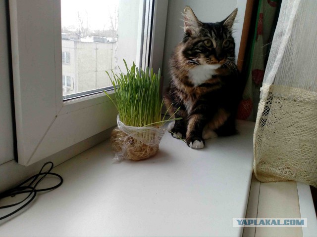 Не жрёт кошкин кот!