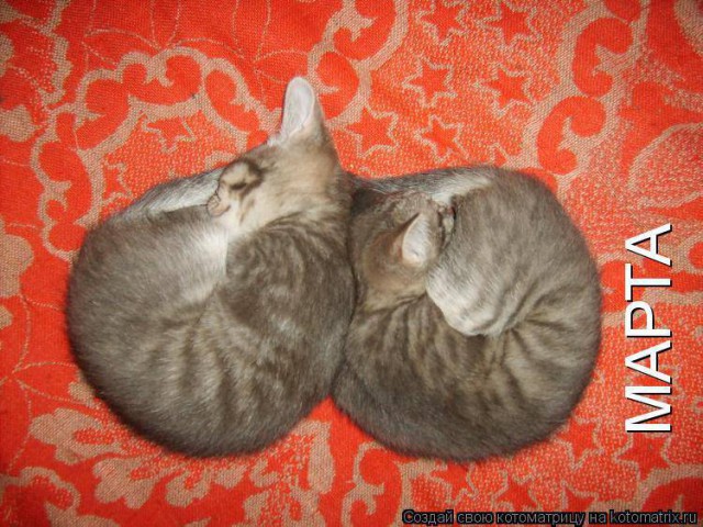 Котовторник 07.03.2017