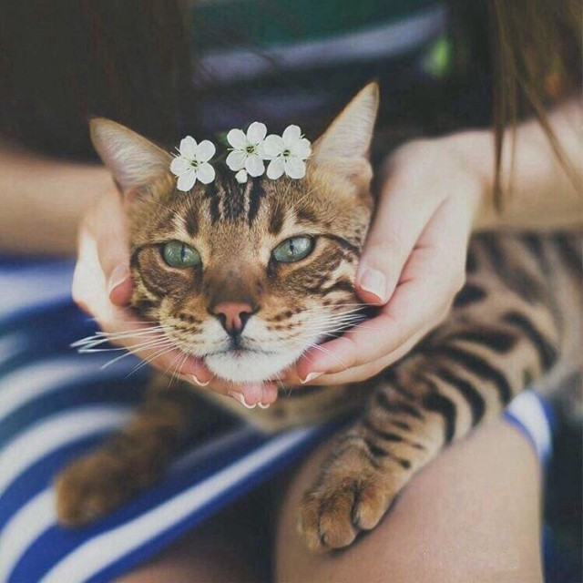 Коты и Кошки