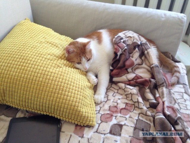 Котовторник 16.05.2017