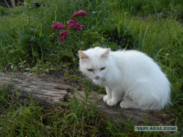 Жизнь домашнего приюта для котеек 173