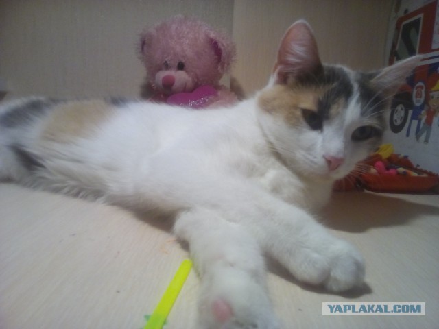 Котовторник  05.12.2017