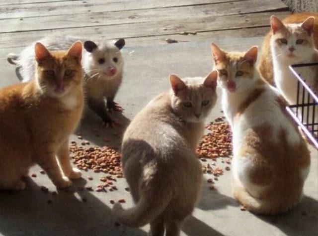 Коты и Кошки
