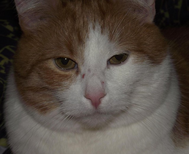Котовторник!