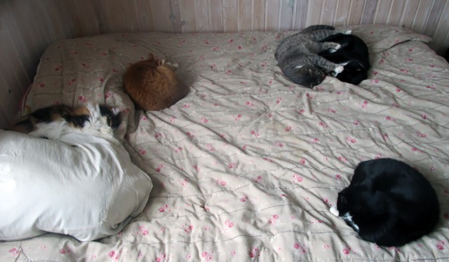 Котовторник 27.03.2018