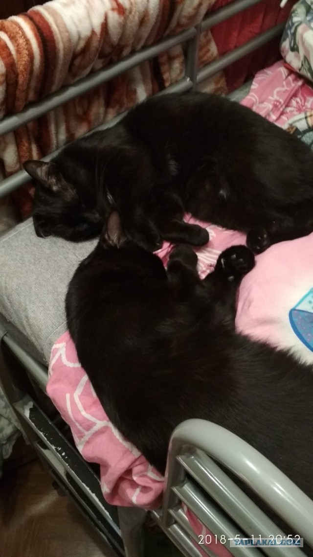 Котовторник 22.05.2018