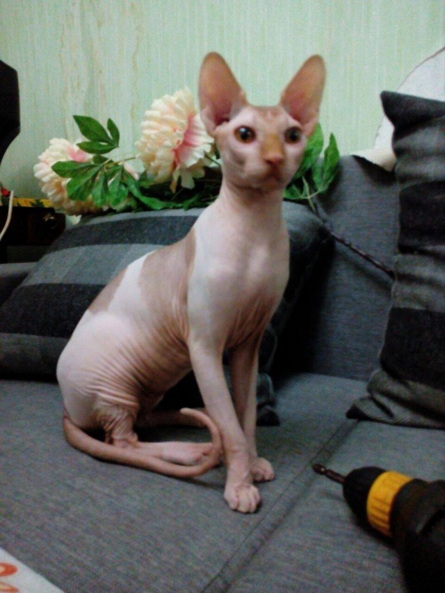Котовторник 29.5.18