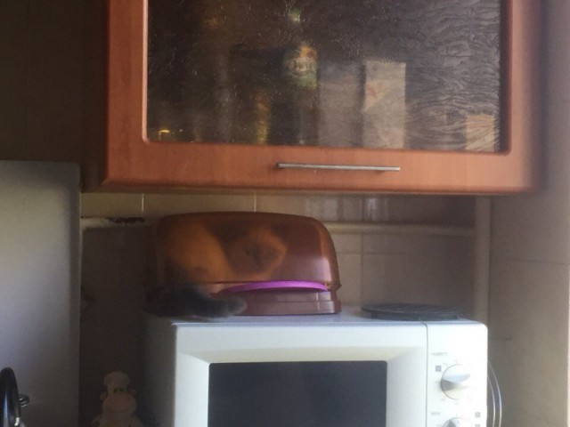 Живность из сети