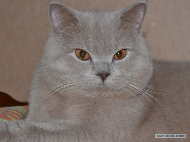 Первый котовторник июля