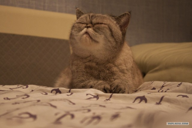 Котовторник (07.02.2012)