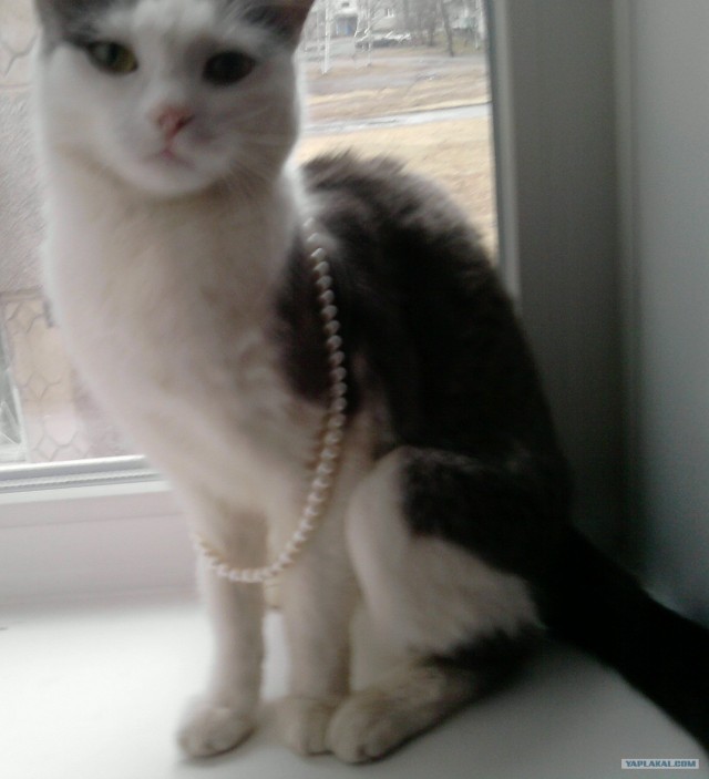 Котовторник 24.04.2012
