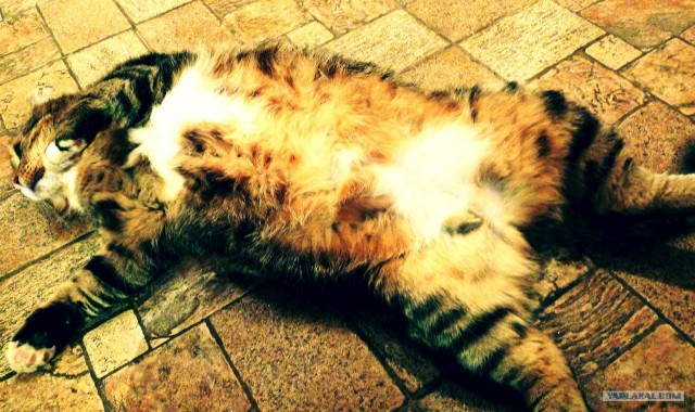 Котовторник (15.05.2012)