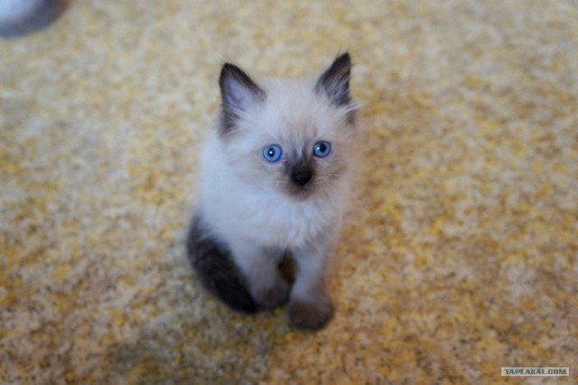 Котовторник 31.07.2012 г.