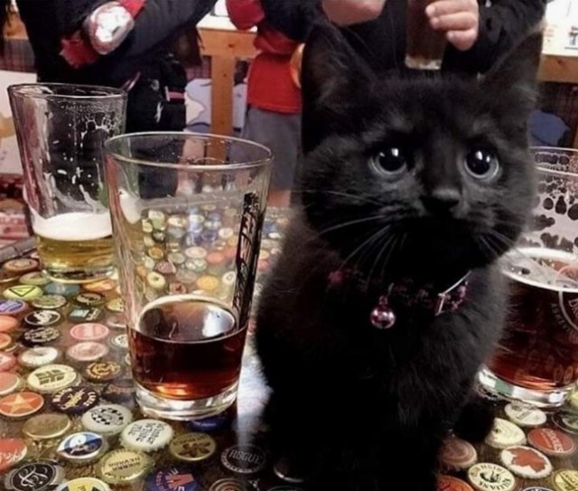 Прикольных котов пост