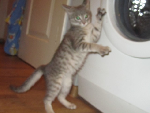Котовторник 29.01.2013
