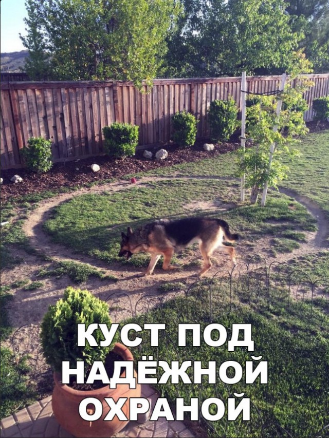 Милые животные. Мимиметр сломался