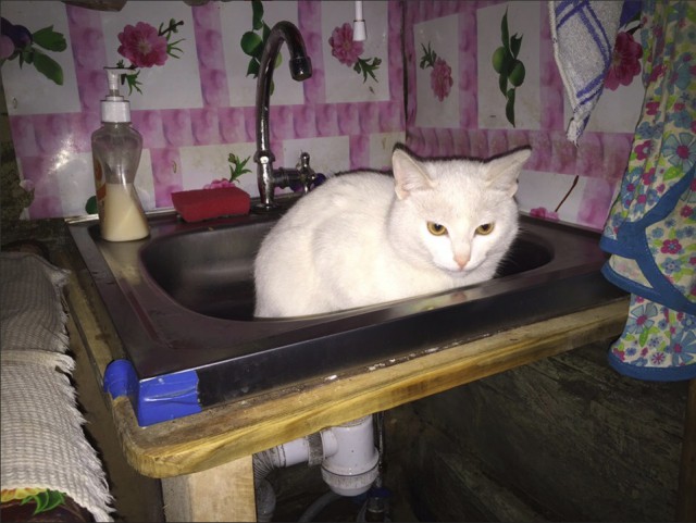 Забавные фото котеек