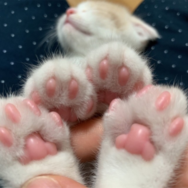 Котовторник 23.07.2019.