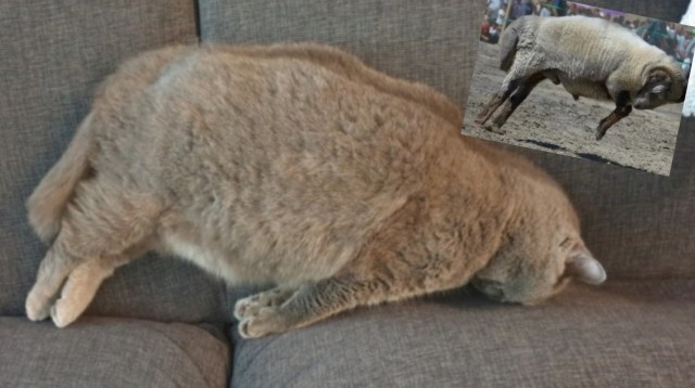 Коты, которые спят где попало и как попало
