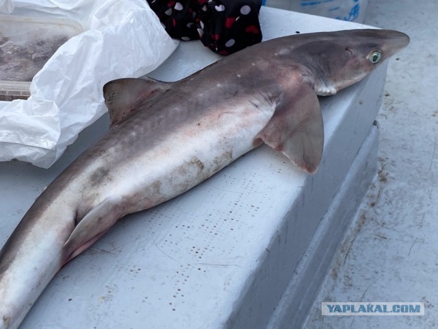 Акулка хочет камбалы!