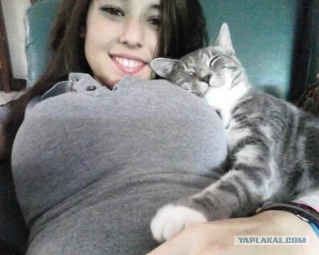 Картинки с котами и про котов