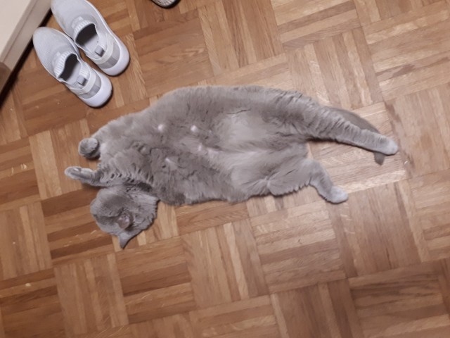 Cверхтекучесть котов
