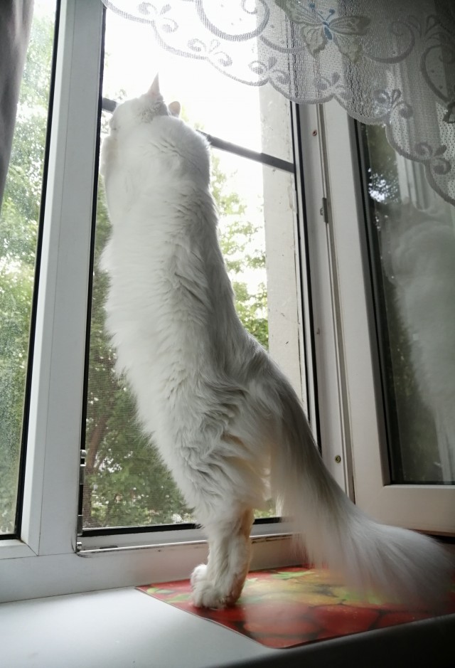 Котовторник. Поговорим о кличках, друзья