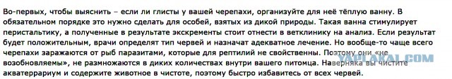 Укусы до крови, вонь и обман продавцов в зоомагазинах. 5 причин не заводить красноухую черепаху