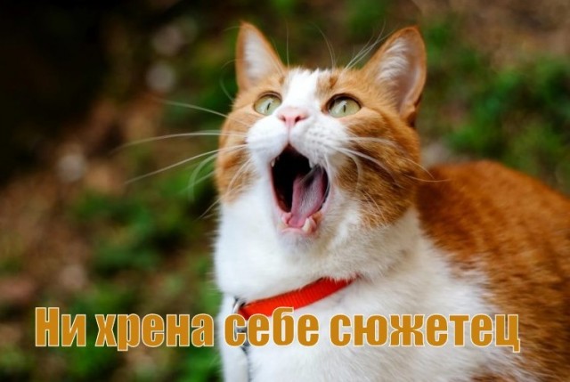 Попугай, который всегда знает, когда тебе нелегко