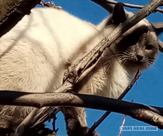 Коточетверг!