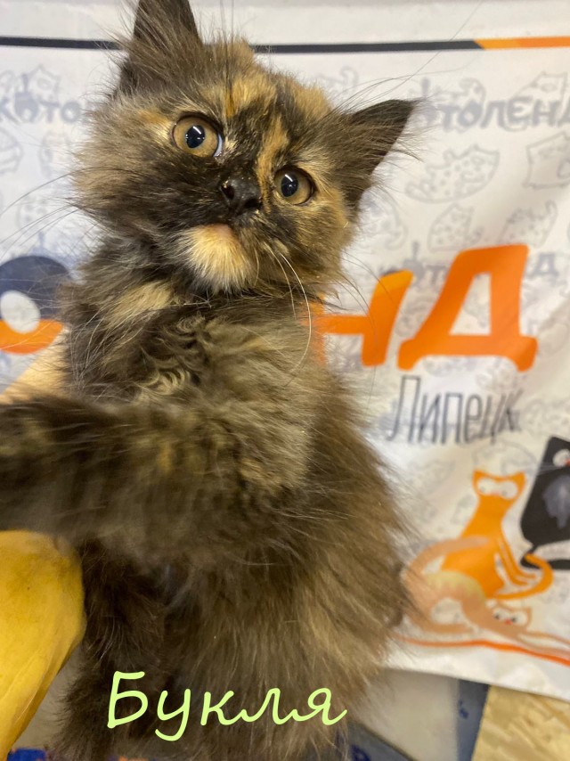 Жизнь домашнего приюта "Котоленд" 375