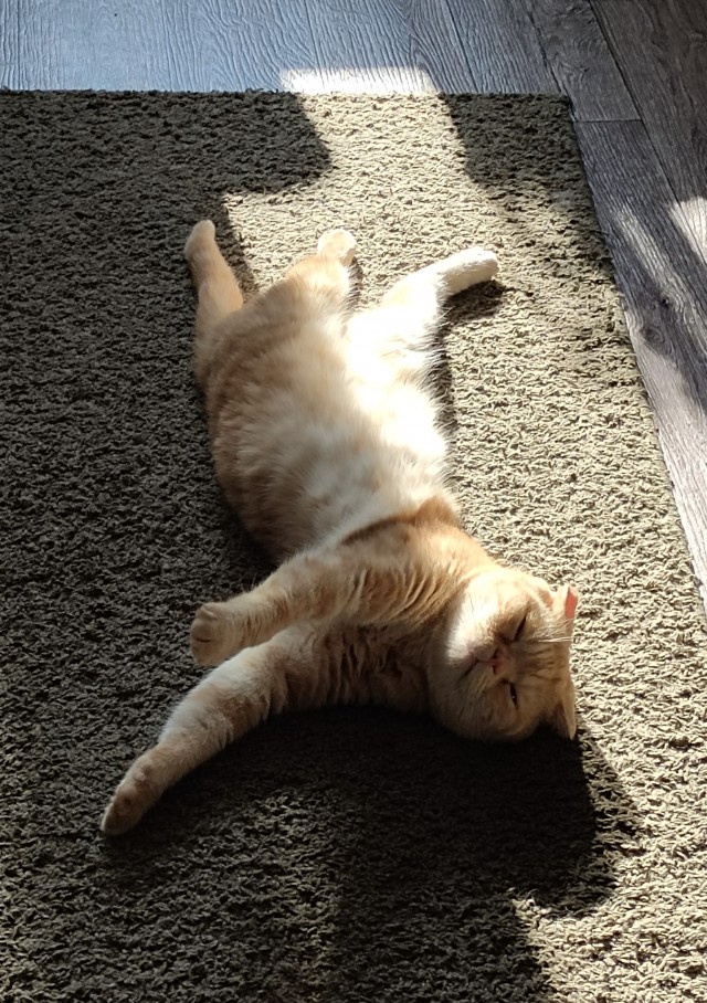 Котовторник Рыжих