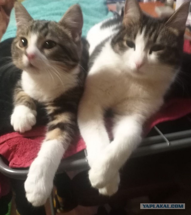 К - Котовторник ☺ Пополнение