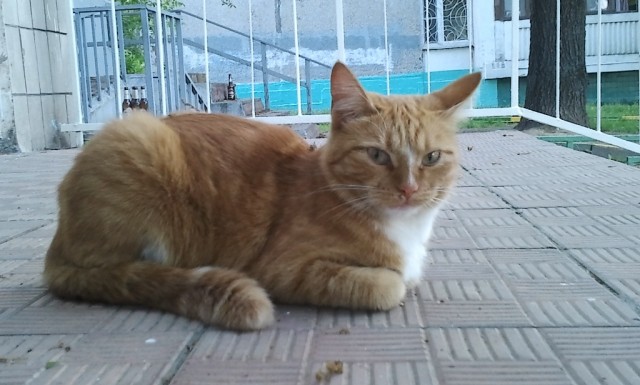 Котовторник 30.04.2013