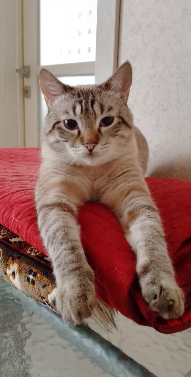 Первый Котовторник 2024