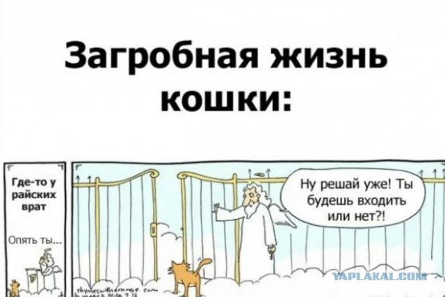 Почему кошки требуют открыть дверь, а затем не заходят: объясняем причины