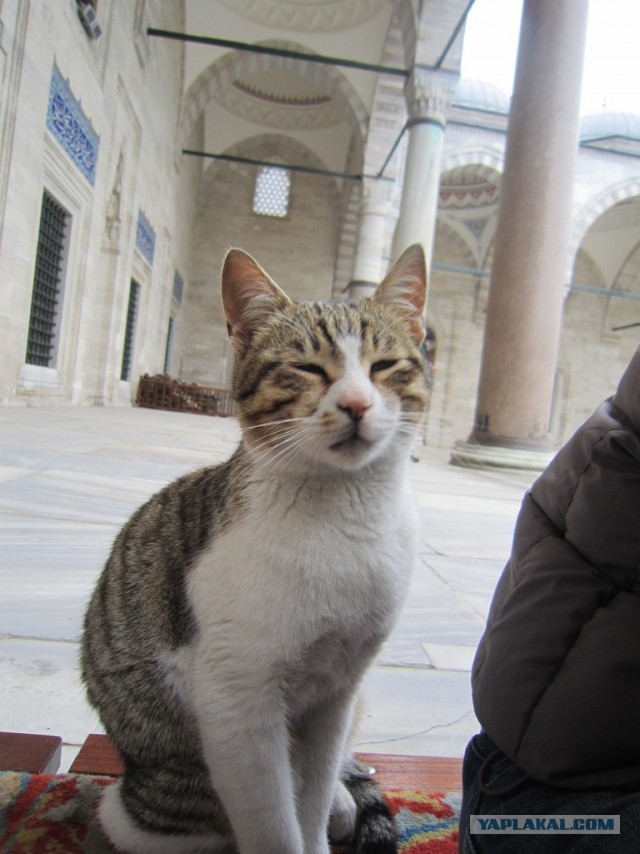 Пушистый хозяин собора святой Софии