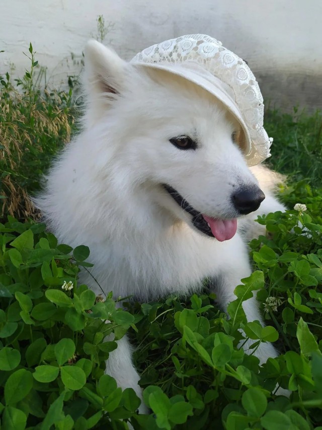ФотоВинегрет