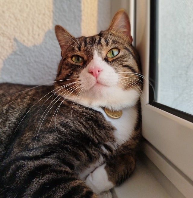 Котовторник же!