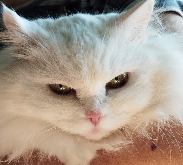 С Котовторником!