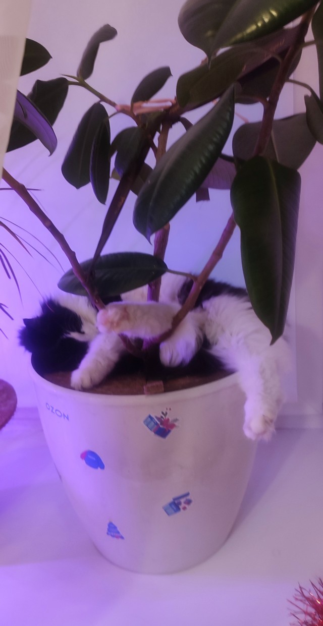 Котэ, совэ и все-все-все