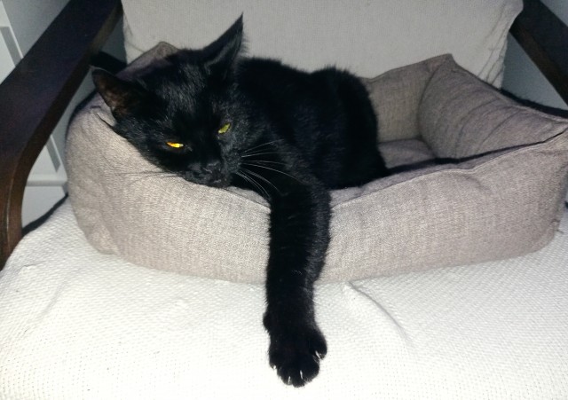 Мой кот