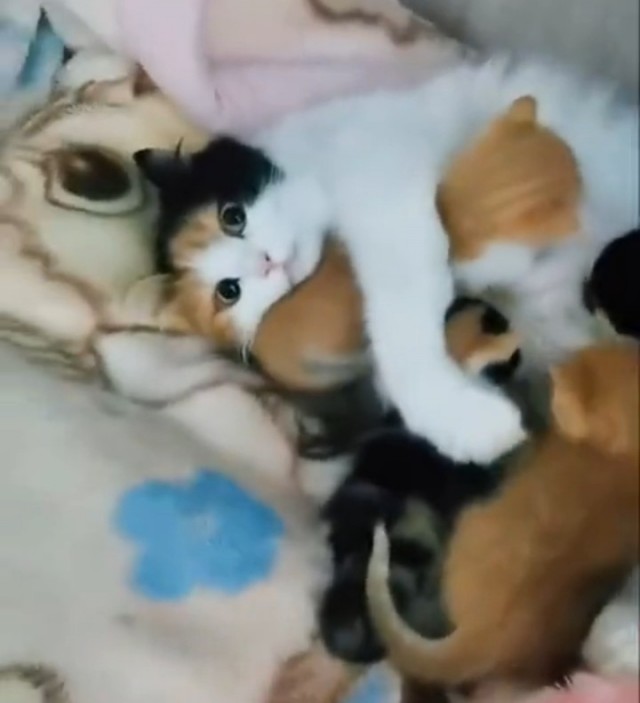 Материнская любовь