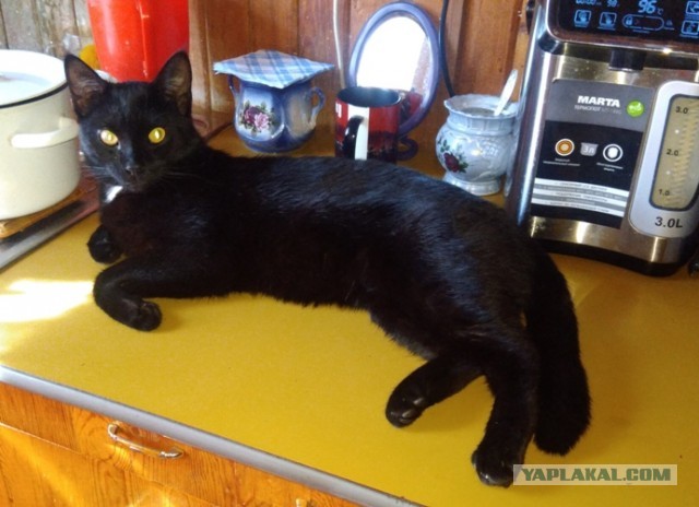 Умная кошка (кот)