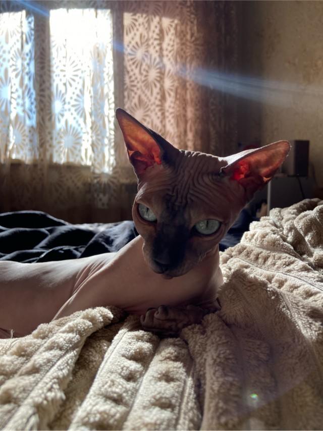 Сфинксы на улице Кошкина