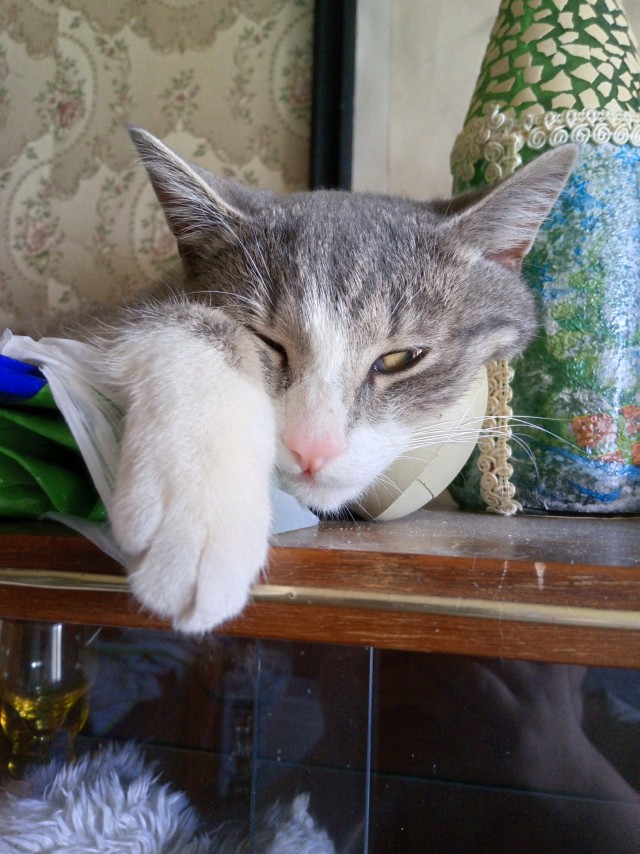 Котовторник 21.10.2025