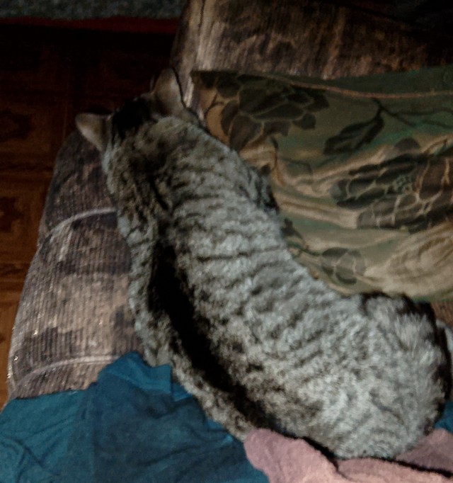 Я теперь тоже с котом
