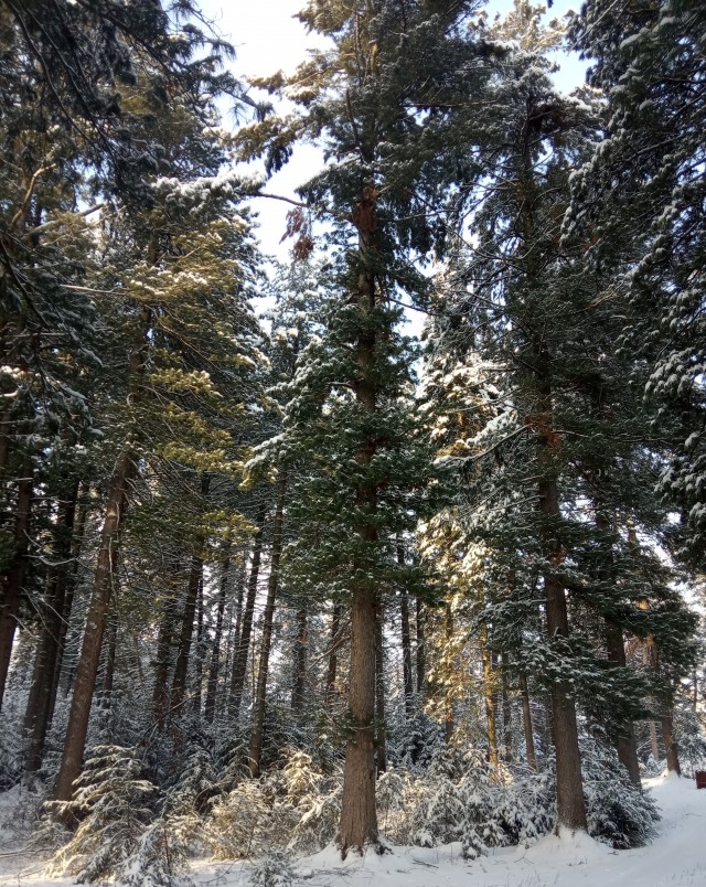 Зимняя дорога