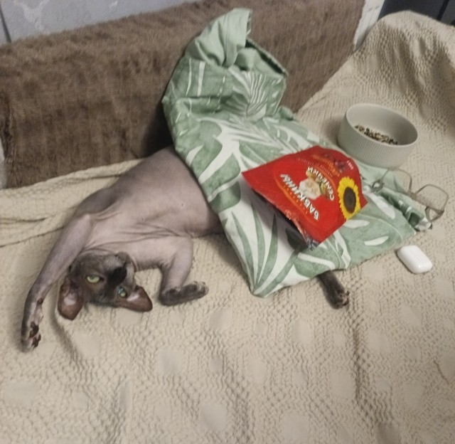 Всех причастных с котовторником!
